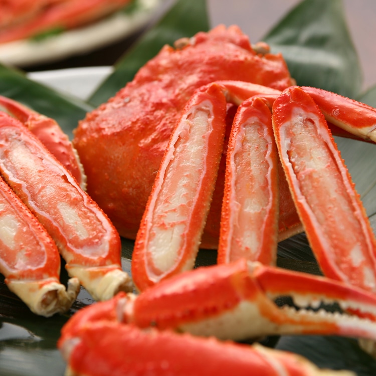 本ずわい蟹姿 たっぷり3kg