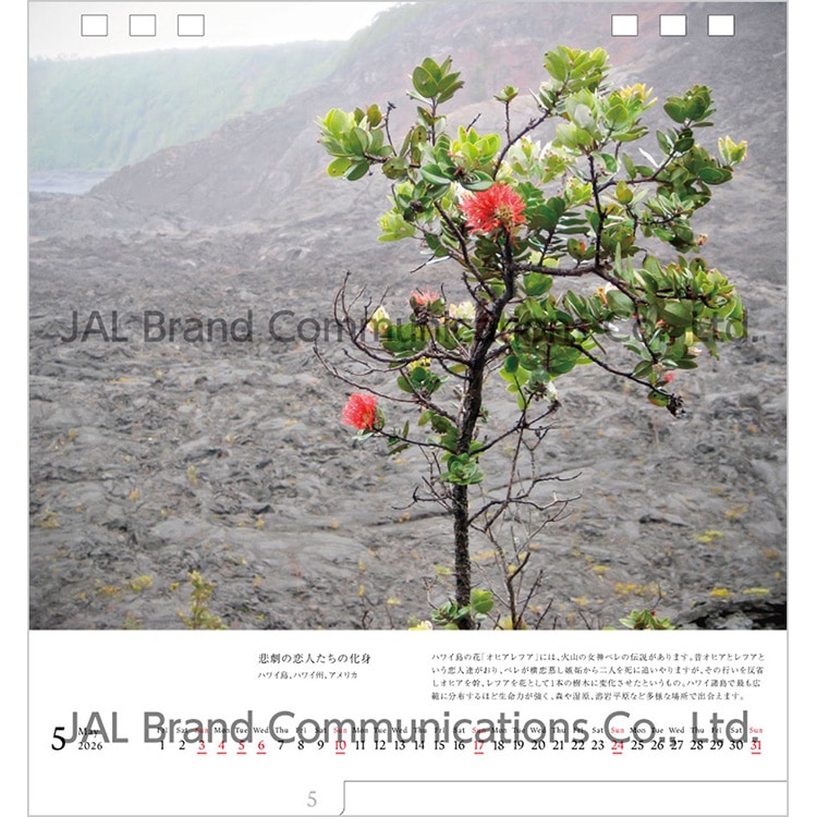 A WORLD OF BEAUTY 両面卓上判(日本語版)2026