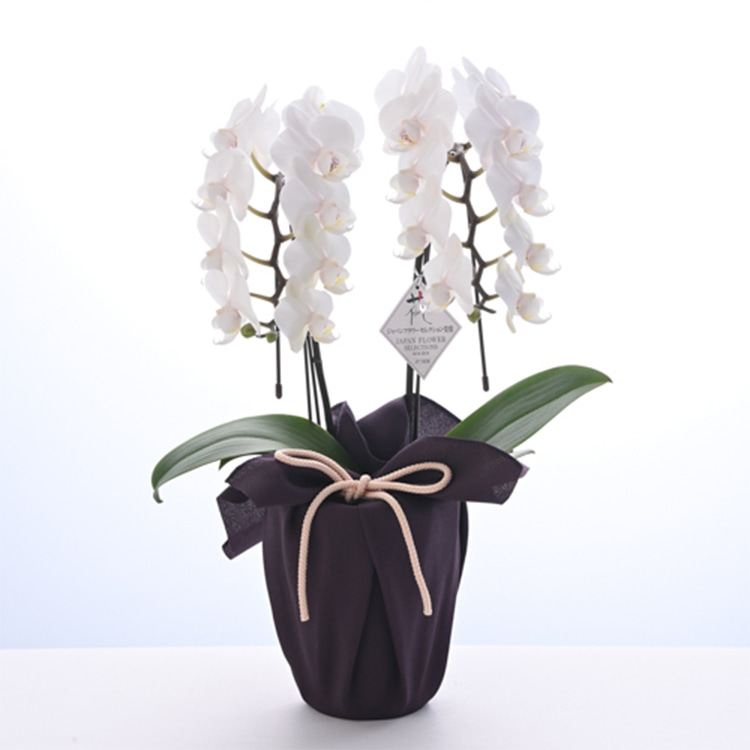 〔お供え〕胡蝶蘭 ホワイトシルク 2本立 （ミディ）