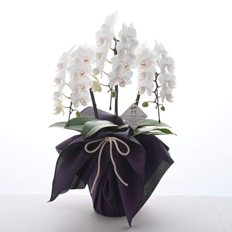 〔お供え〕胡蝶蘭 ホワイトシルク 3本立 （ミディ）