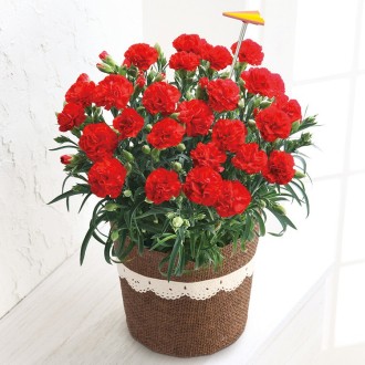 〔母の日〕[JALショッピング]カーネーション 感謝の気持ち