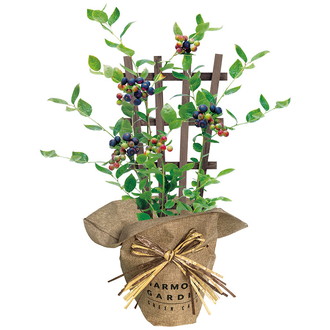 〔母の日〕ブルーベリー5号