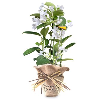 〔母の日〕[JALショッピング]マダガスカルジャスミン4号