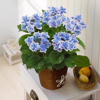 〔母の日〕あじさい こんぺいとう5号