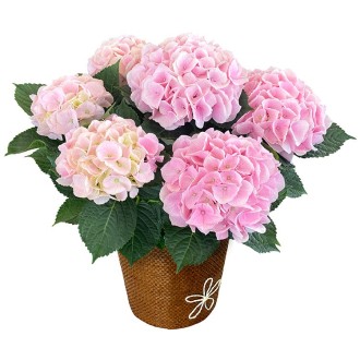 〔母の日〕あじさい コットンキャンディ5号