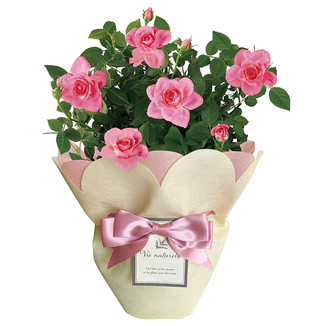 〔母の日〕ミニバラ ピンク4号