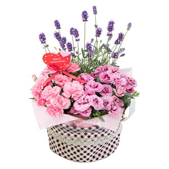 〔母の日〕カーネーションとラベンダー寄せ鉢