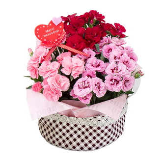 〔母の日〕カラフルカーネーション&わらび餅