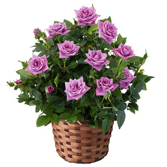 〔母の日〕ミニバラ「ラベンダーコルダーナ」