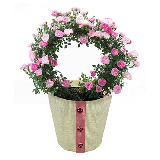 〔母の日〕ミニバラ「真珠貝」リング仕立て