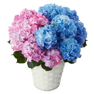 〔母の日〕あじさい クレイジーテンシア