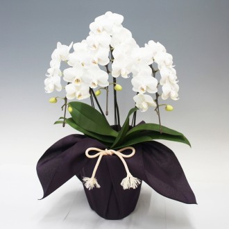 [父の日]お供え用 胡蝶蘭ホワイトシルク3本立（ミディ）