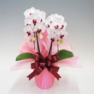 [母の日]胡蝶蘭リーベ2本立（ミディ）