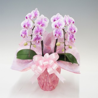 [母の日]胡蝶蘭Lisa（リサ）2本立（ミディ）