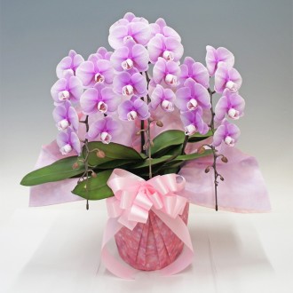 [母の日]胡蝶蘭ハイジ3本立（中輪）