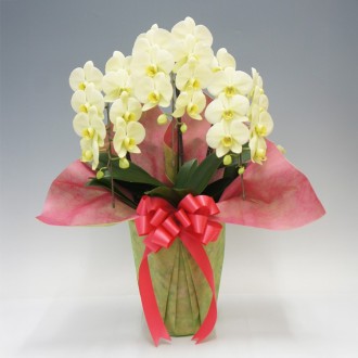 [母の日]胡蝶蘭グリーンハット3本立（中輪）