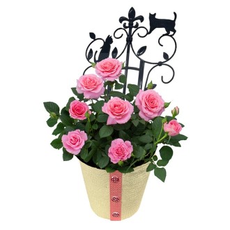 [母の日]ミニバラ「フェリシタス」