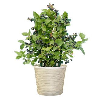 [母の日]ブルーベリー