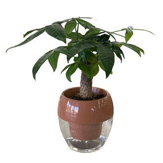 [母の日]パキラ（みずてまりん）