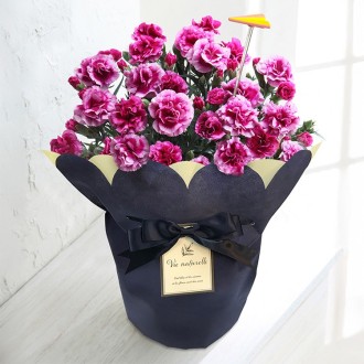 [母の日]JALショッピングオリジナル カーネーションオルフィカ