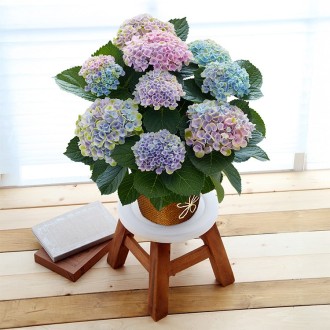 [母の日]あじさいマジカルレボリューション