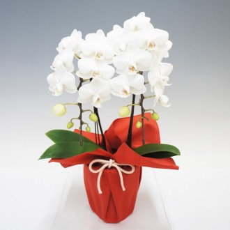 [母の日] 胡蝶蘭ホワイトシルク2本立（ミディ）