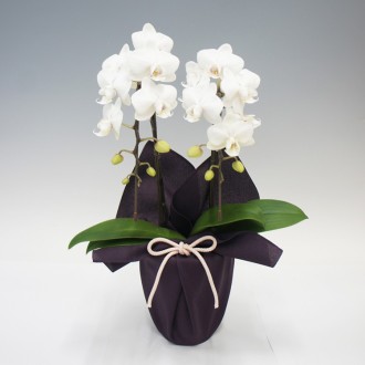 『お供え用』[母の日] 胡蝶蘭ホワイトシルク2本立（ミディ）