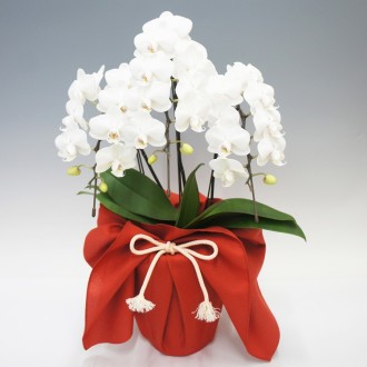 [母の日] 胡蝶蘭ホワイトシルク3本立（ミディ）