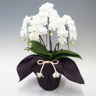『お供え用』[母の日] 胡蝶蘭ホワイトシルク3本立（ミディ）