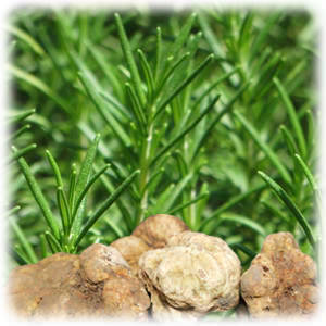 【マイケス・グルメ】白トリュフ入りローズマリーハチミツ