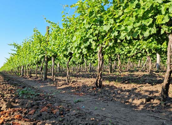 モルドバワインのシンボル