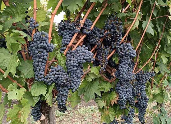 モルドバワインのシンボル