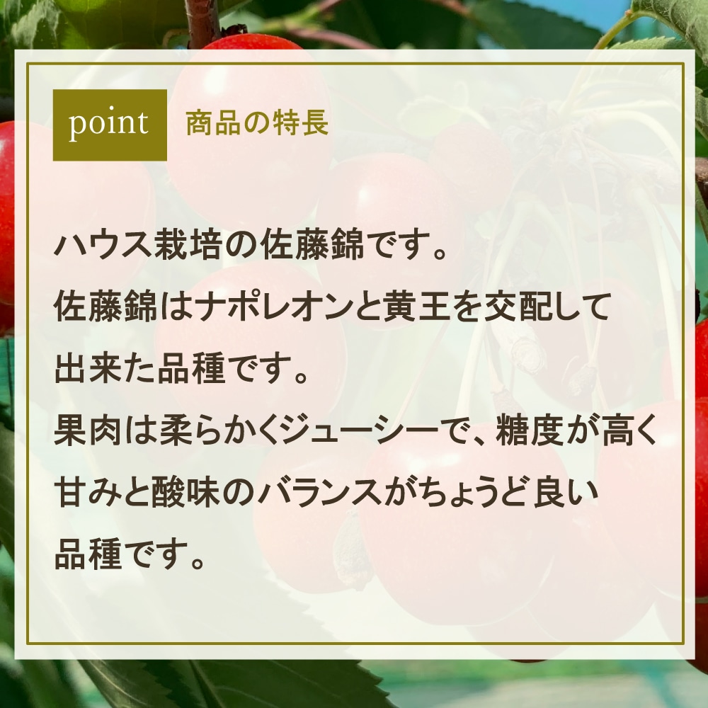 【母の日ギフト】【WF】山形県 でいたらぼファーム ハウス佐藤錦 秀品 150g Lサイズ・24粒・化粧箱入 | 着日指定不可 / 沖縄・離島配送不可