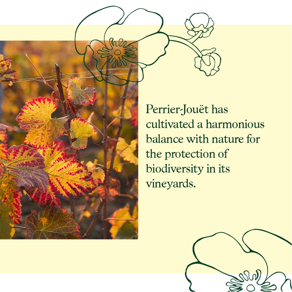 フランス シャンパーニュ ペリエジュエ ベルエポック フロレサンス2015GB 750ml | グランヴァン