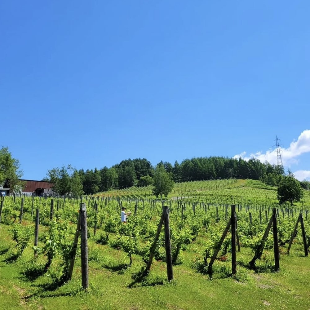 タキザワワイナリー ケルナー 2023 750ml