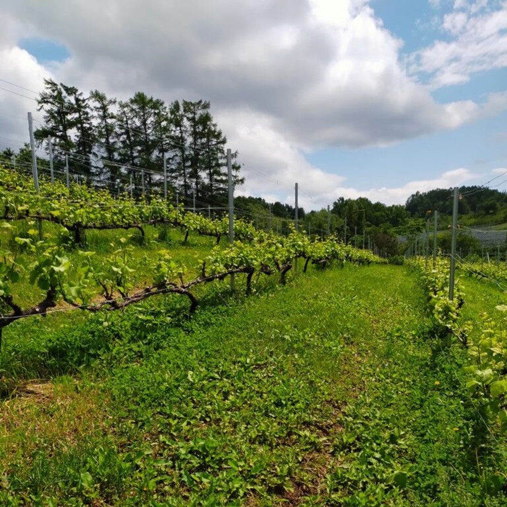 アリマックス スノーリバー ピノ・ノワール 2022 750ml