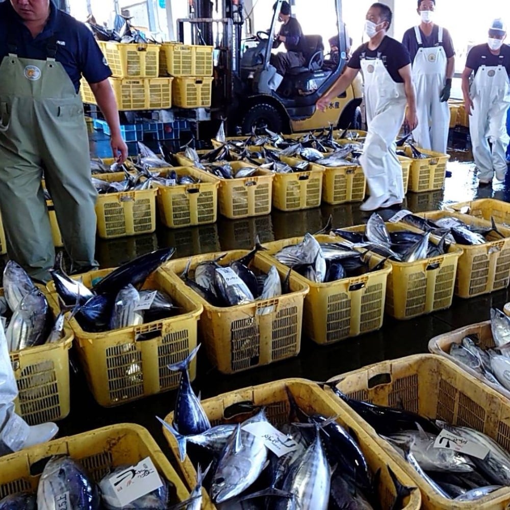 【お取り寄せ】【WN】中村魚市 四万十天然魚・藁焼きカツオ贅沢12パック詰め合わせ | 沖縄離島配送不可