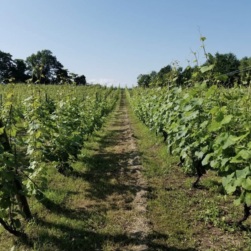 タキザワワイナリー ケルナー 2023 750ml
