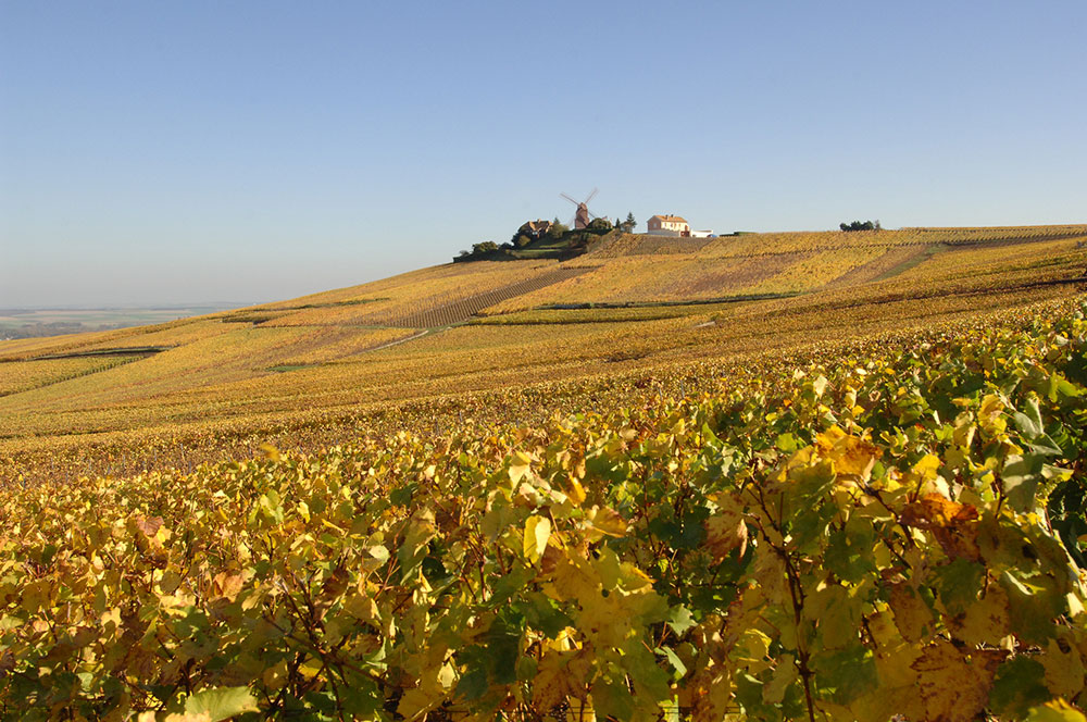 最高のシャンパーニュだけを。