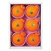 【お歳暮】【WNF】佐賀県松浦東部産 ハウスデコポン 6個 | 着日指定不可 / 12月10日より順次お届け