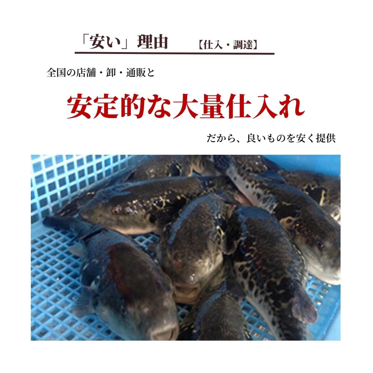 玄品 通販限定 国産とらふぐ&国産天然まふぐ ふぐ刺身(てっさ)各1皿 食べ比べセット
