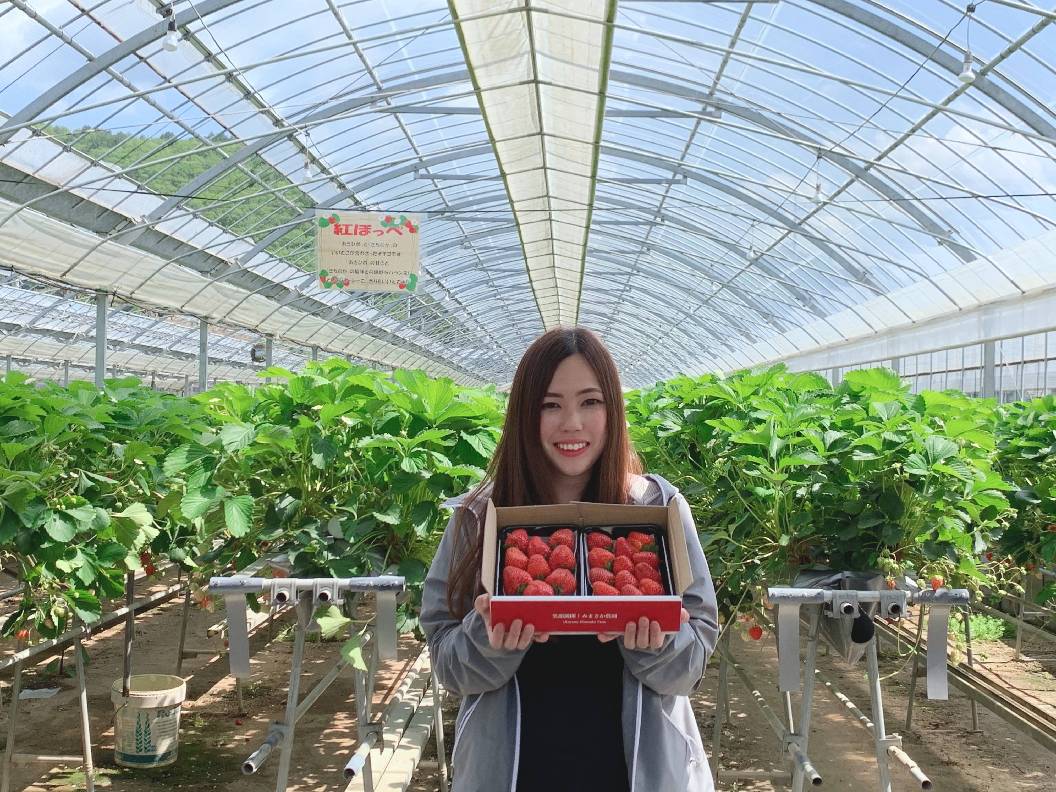 〔贈答用おいCベリー〕約800g「美作農園」全国いちご選手権銀賞受賞!岡山県推奨ブランドいちご 宅配 800g