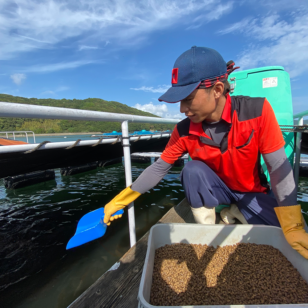南伊勢町認定ブランド真鯛「あなたに逢い鯛。」３枚おろし・皮なし 〔お正月予約〕 宅配