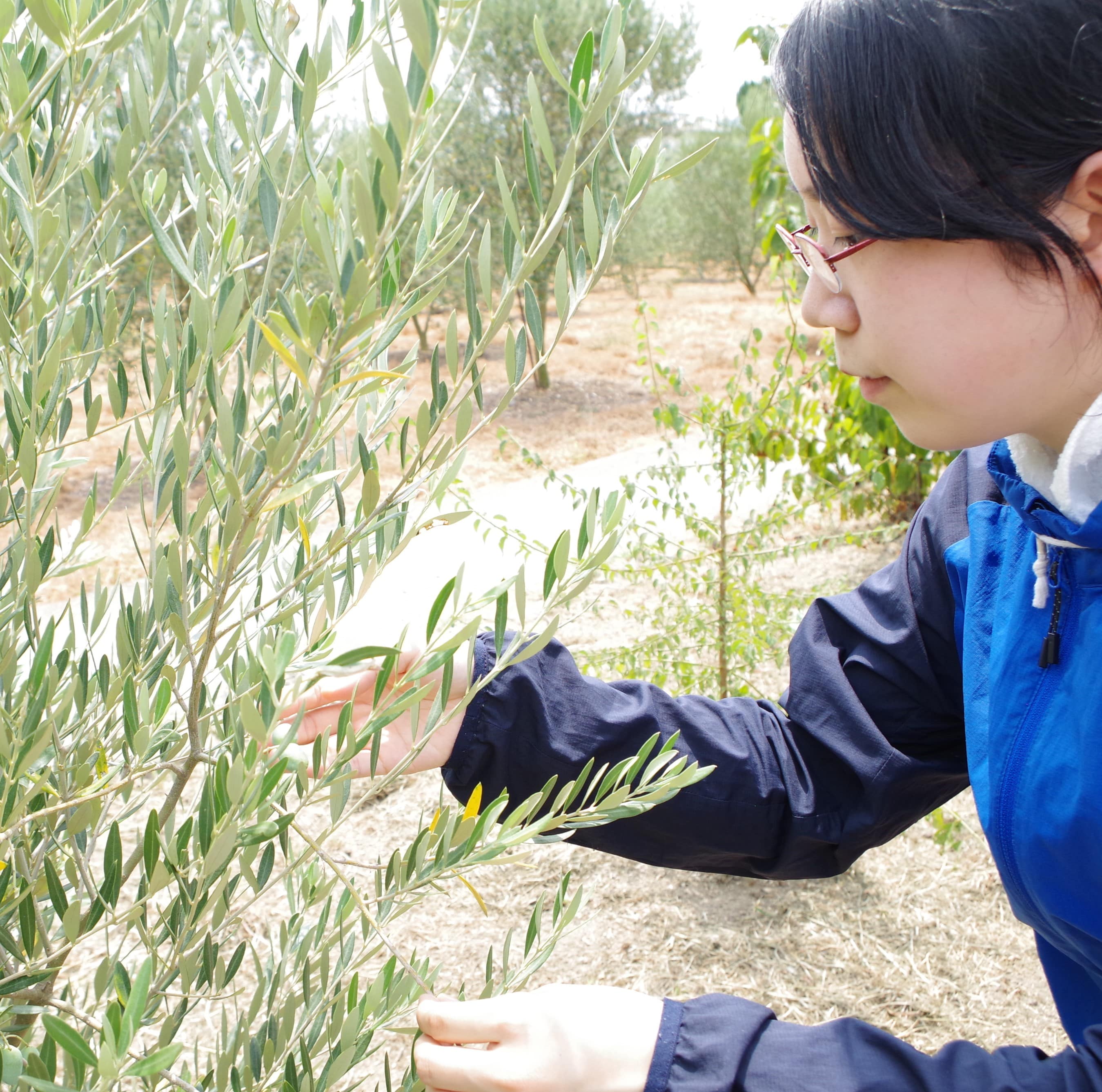 Aromatiche88g 小豆島産エキストラバージンオリーブオイル〔令和5年度 香川県知事賞受賞〕「AMYFARM」送料無料 宅配