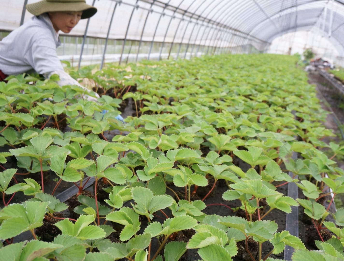 広島県三次市産〔完熟いちご〕詰め合わせ18～30個入り 完熟採れたて極上の甘さ！「大前農園」送料無料★空輸商品 空輸 空輸