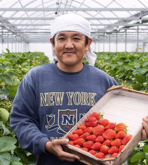 〔大粒〕幻のいちご・煌稀〔きらめき〕の果実 料亭でも大人気!〔予約限定:1月中旬‐3月下旬発送〕「森強の苺農園」 大粒