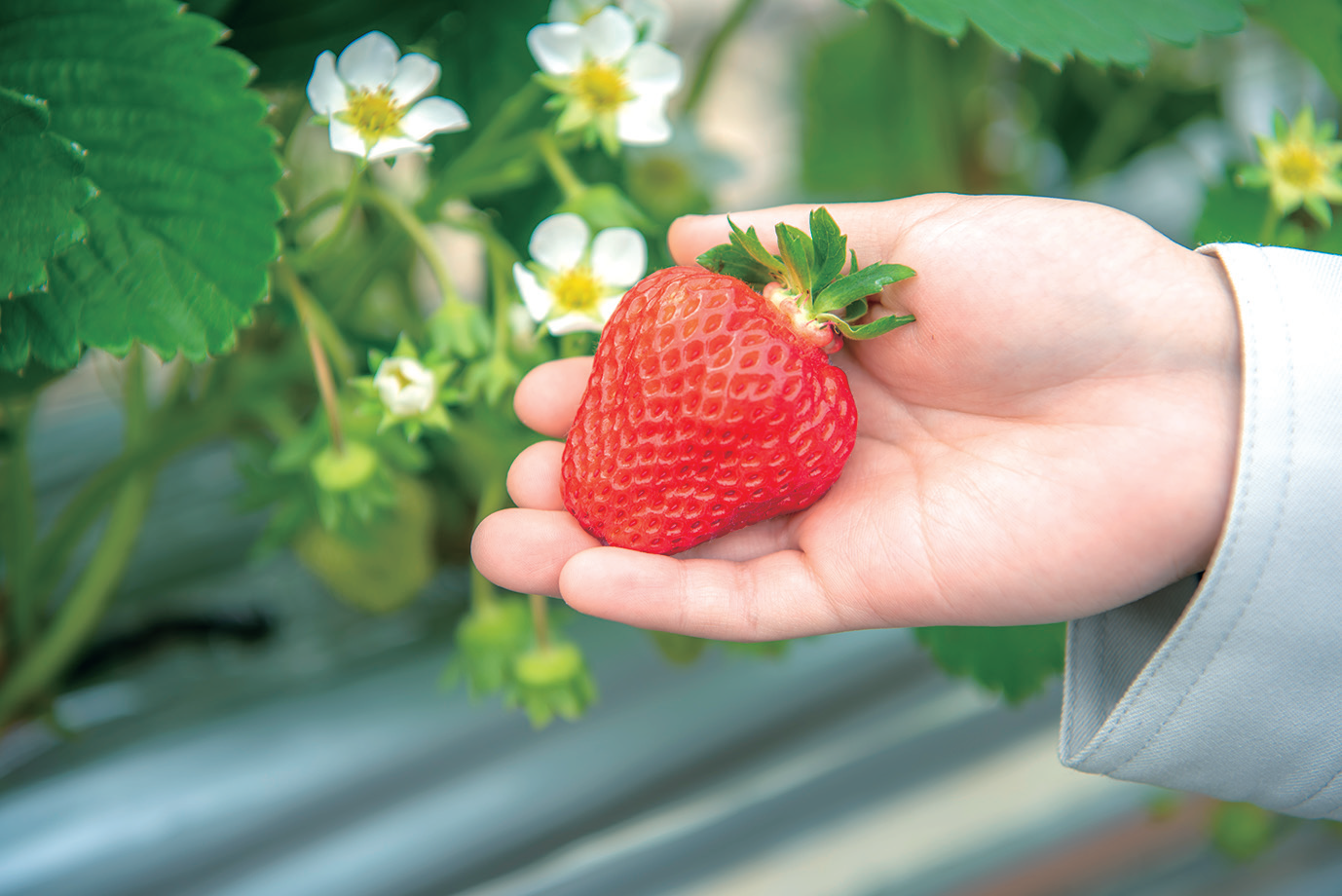 夏瑞ロイヤル（6粒入り２パック)「株式会社ホーブ」限定・先行予約開始！奇跡の夏イチゴ　＜6月中旬から発送＞ 宅配 ロイヤル6粒2パック