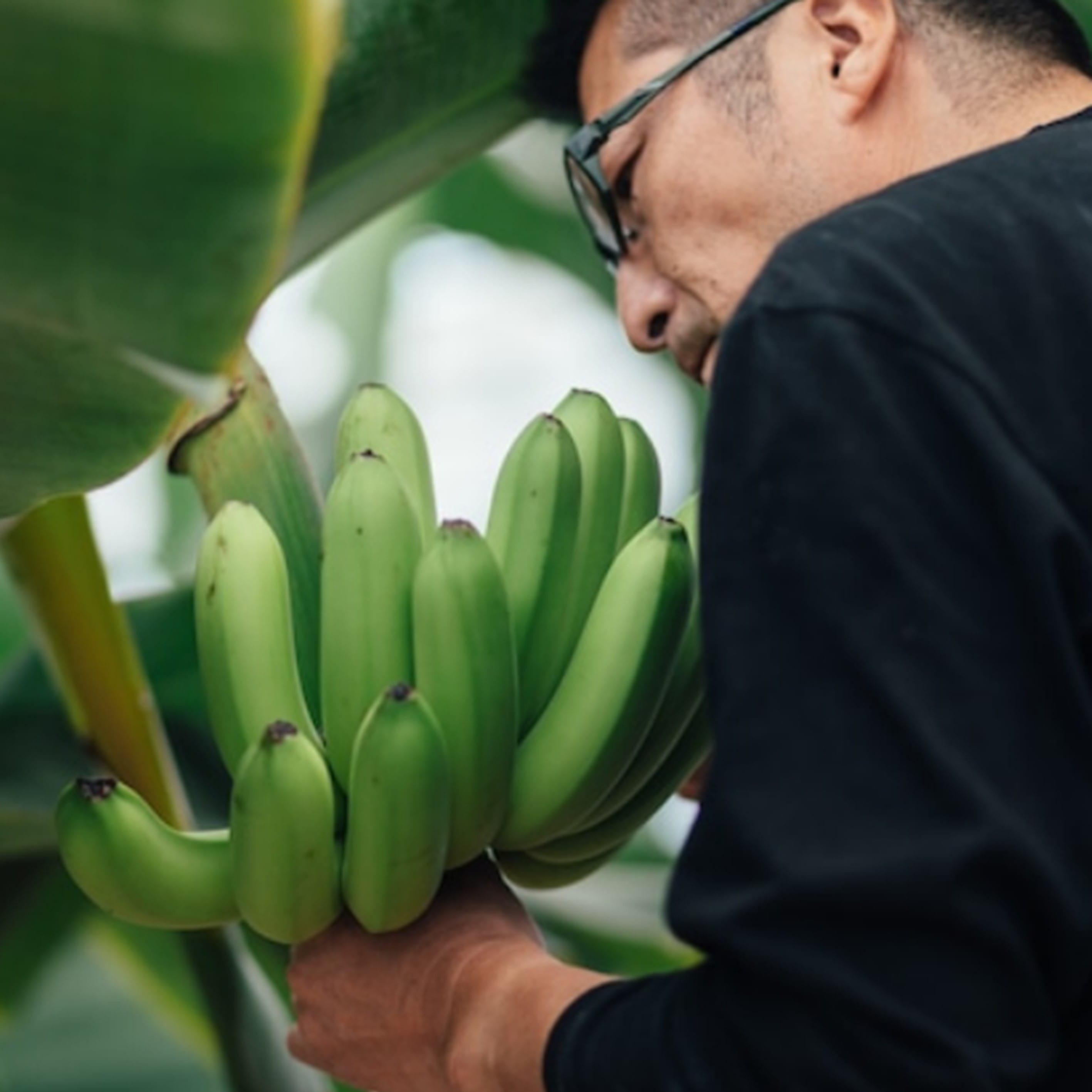 「越後バナーナ700g」史上初！新潟越後生まれのバナナ 濃厚な甘さともっちり食感[シモダ産業株式会社] 700g