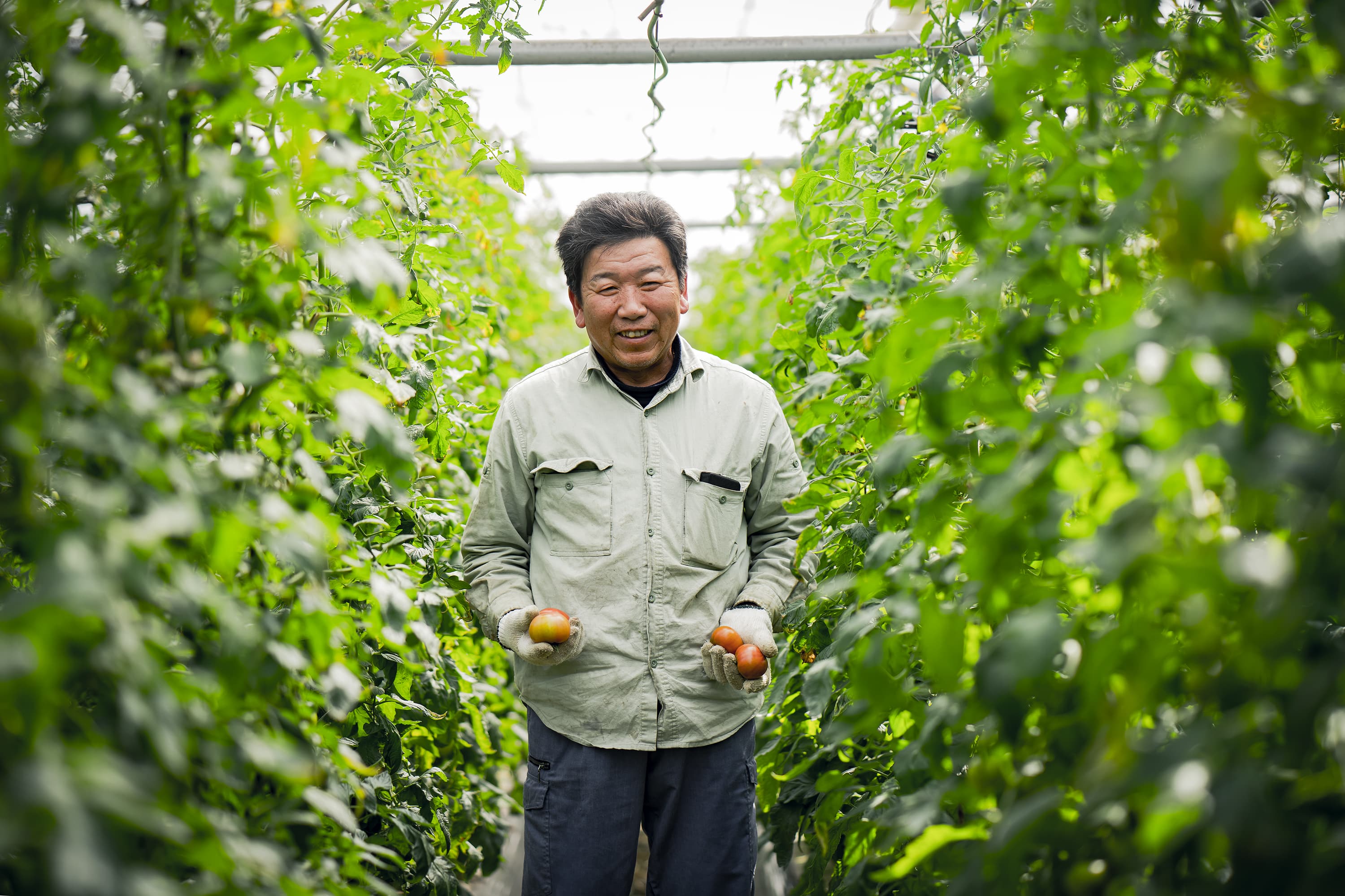 《予約販売4月下旬発送》桃太郎トマト〔蘇鉄嶋〕(約1.1kg/18~24個)限定10セット!選りすぐりの最高傑作「有限会社蘇鉄園芸」 宅配