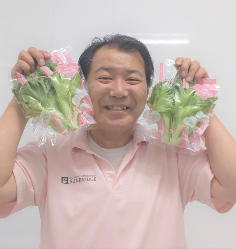 フリルレタス〔低カリウムレタス〕12袋セット 1袋約70g入り シャキシャキ美味しい「合同会社こころやさい」